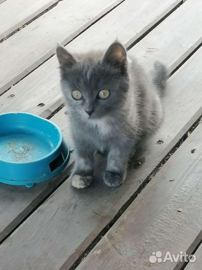 Кошка