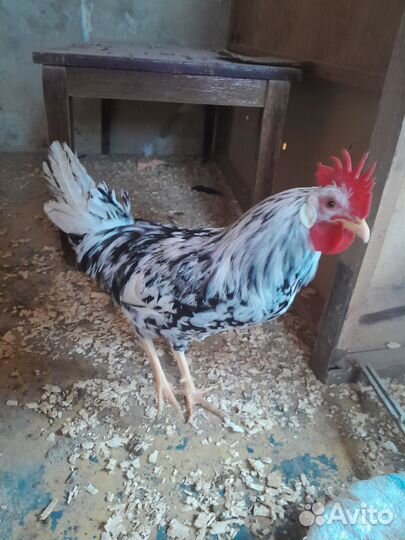 Плимутрок белый.Мехеленская кукушка белая петушки