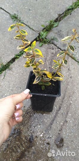 Бересклет Эмеральд Голд