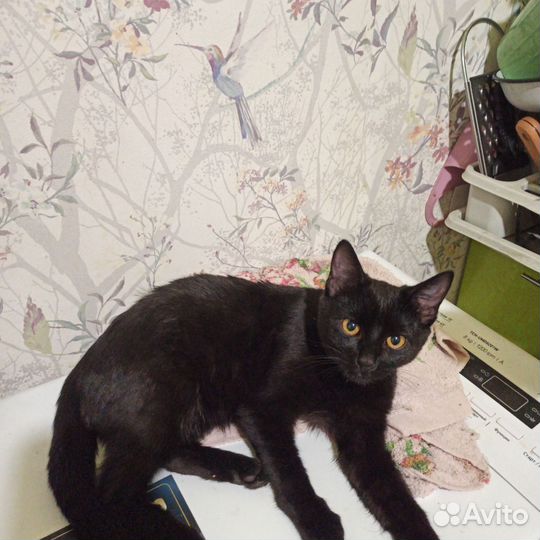 Кот подросток 5 месяцев