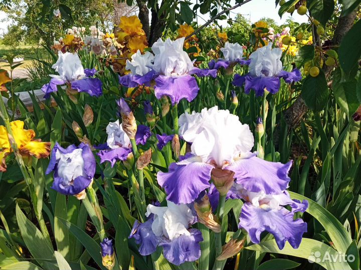 Ирисы высокие