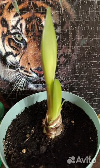 Гиппеаструм цветущий