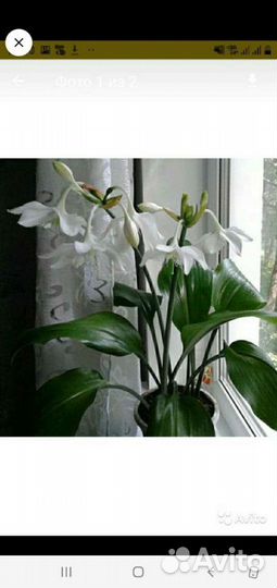 Эухарис амазонская лилия