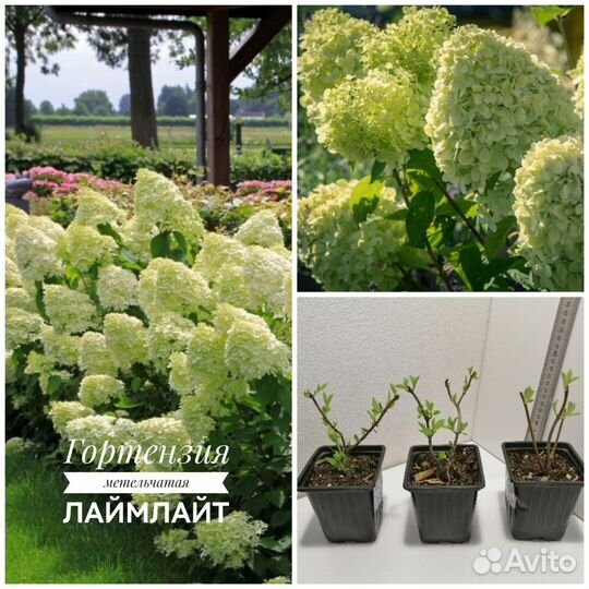 Гортензия метельчатая 9 сортов