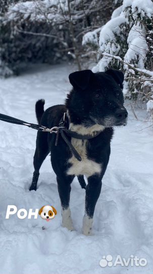 Собака «Рон»