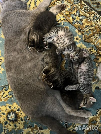 Милейшие котята