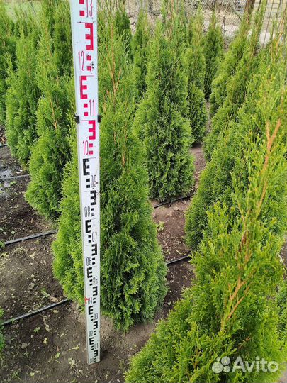 Туя смарагд