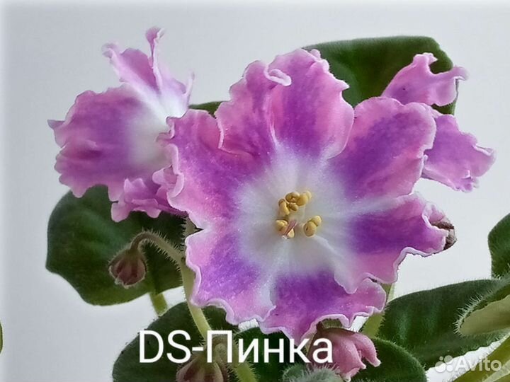 Детки фиалок
