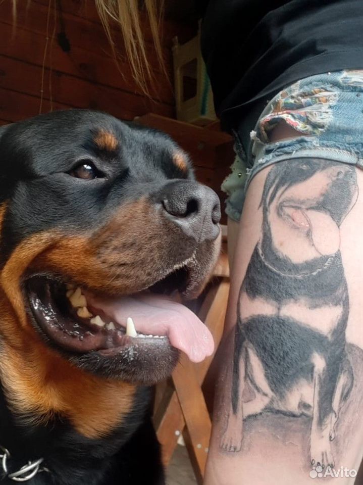Татуировка собака - значение, фото - Тату студия Барака