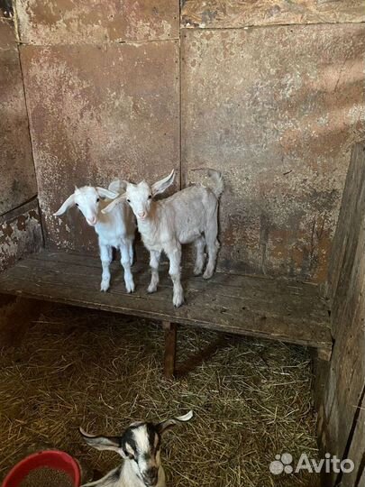 Козлята