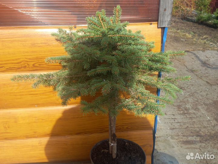 Голубая ель на штамбе