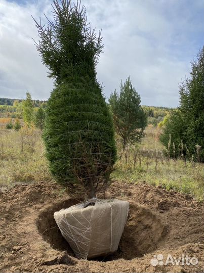 Ель сосна саженцы береза оптом зкс