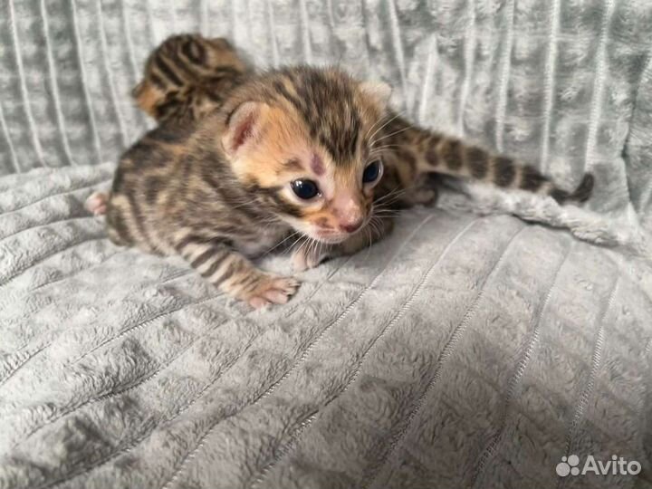 Бенгальские котята