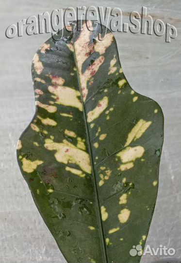 Кодиеум кротон Петра Дуболистный Тамара и другие