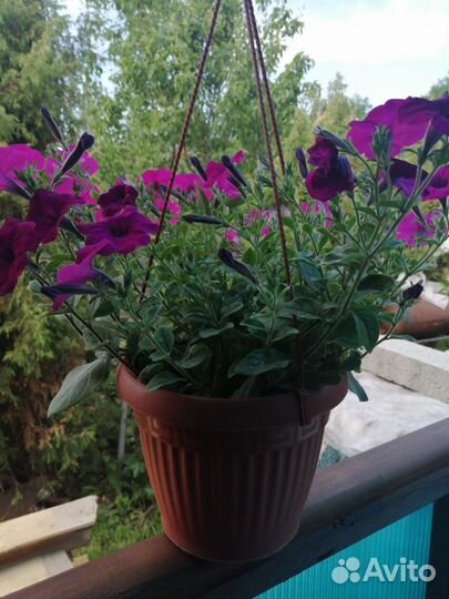 Рассада петунии тайдал, опера