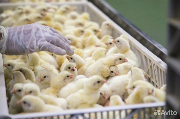 Цыплята бройлеры Арбор Айкрес