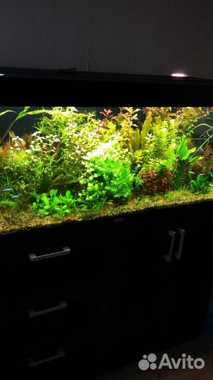 Аквариум