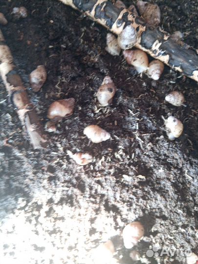 Улитки ахатины