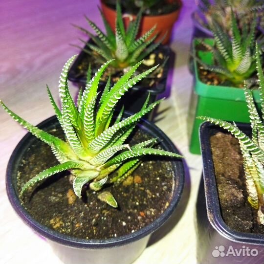 Кактусы и суккуленты