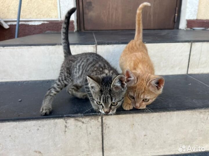 Кошечка и котик 2.5 месяца в добрые руки