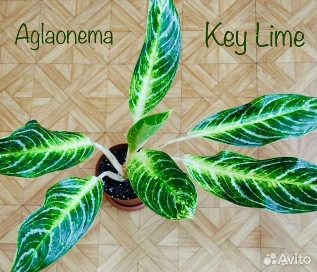Аглаонема Кей Лайм / Aglaonema Key Lime