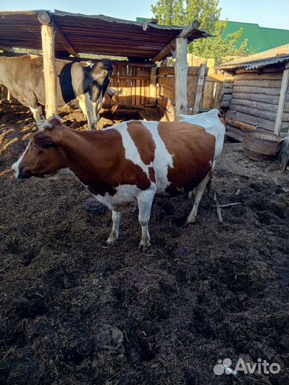 Коровы дойные молочные