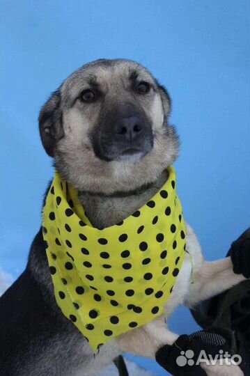 Подарите Октавии домашнее тепло и уют