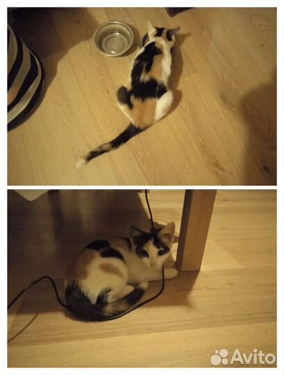 Котенок