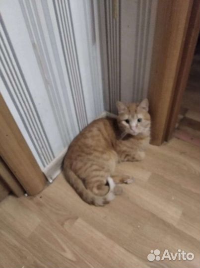 Кошка в дар бесплатно