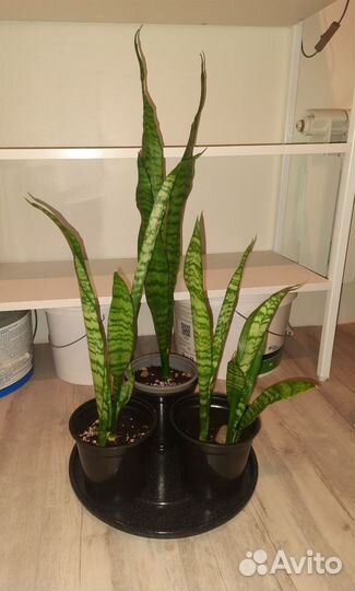 Щучий хвост Сансевиерия
