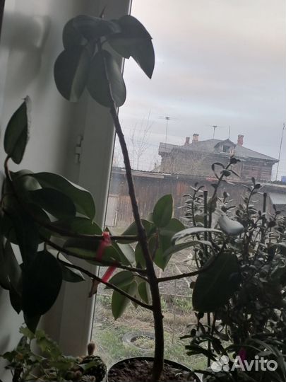 Комнатные цветы шефлера