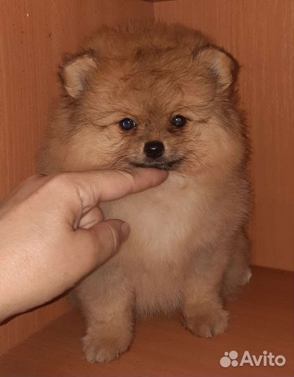 Щеночки шпица