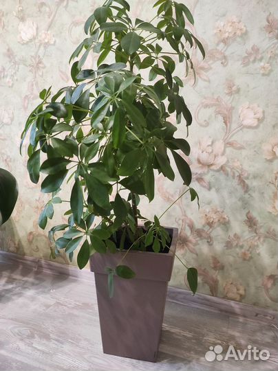 Комнатные цветы шефлера 100 см