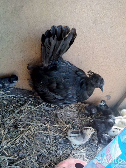 Цыплята из под курочки