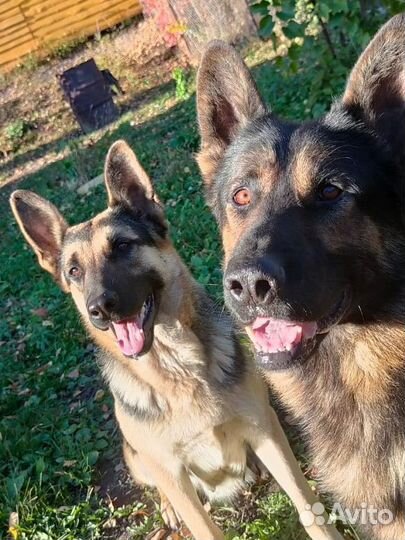 Щенки немецкой овчарки