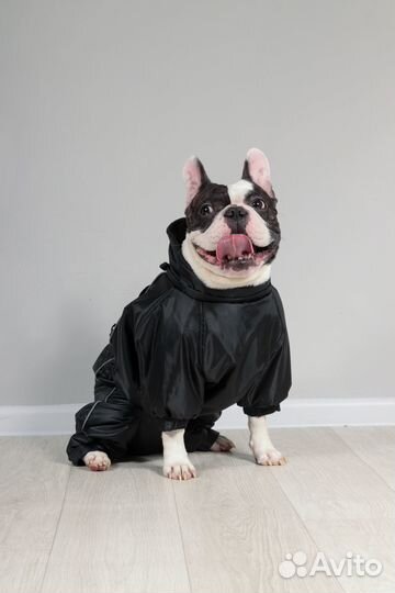 Одежда для собак