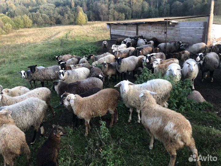 Овцы бараны ягнята