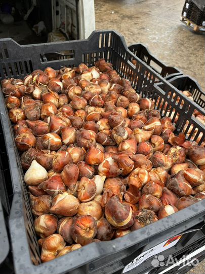 Луковицы тюльпанов 2024-2025