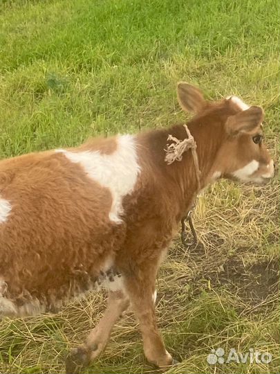 Корова и телочка