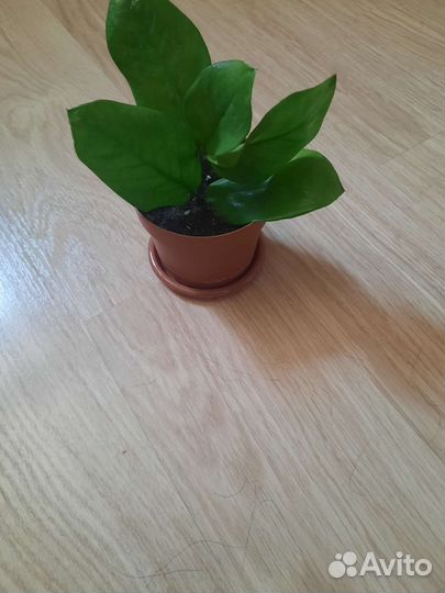 Комнатные цветы