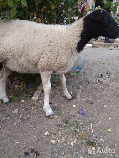 Ягнята Дорпера