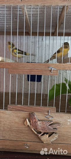 Продажа канареек самочки