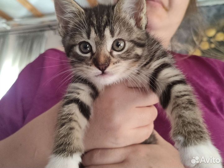 Милая кошечка ищет родителей