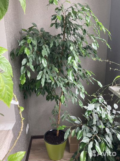 Бенджамина