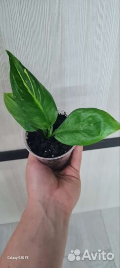 Спатифиллум зебра