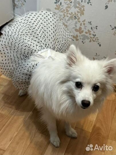 Японский шпиц