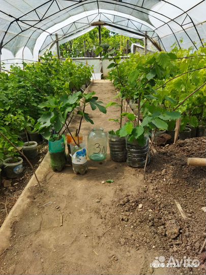 Саженцы ягодных культур