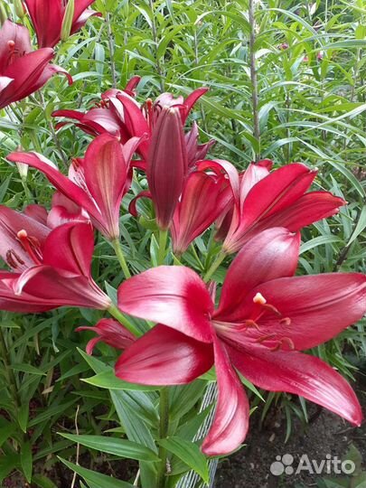 Гиппиаструм