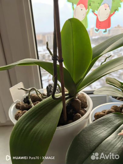 Орхидея фаленопсис