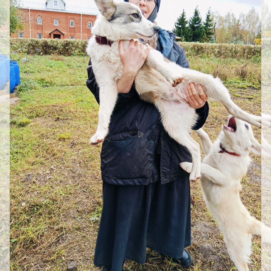 Щенки помесь лайки и хаски